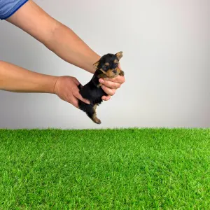 Yorkshire Terrier - Pando