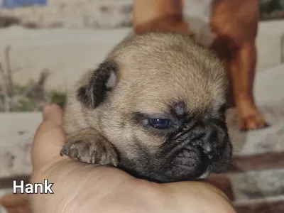 Französische Bulldogge - Hank