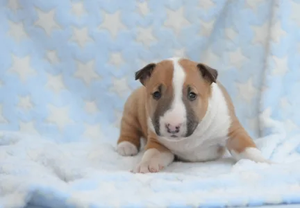 Miniatűr bullterrier - Neil