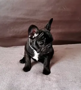 Francia bulldog - Ballószögi Barka Carlo