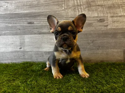 Französische Bulldogge - King 