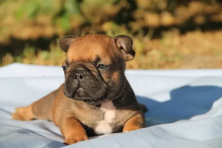 Französische Bulldogge - Edison