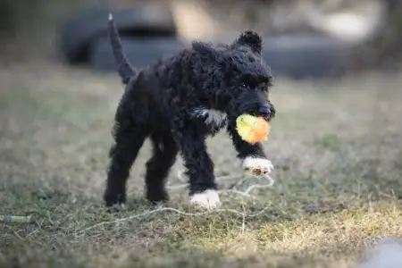 French Water Dog - Ellie
