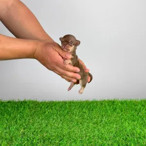 Chihuahua - Chiquita