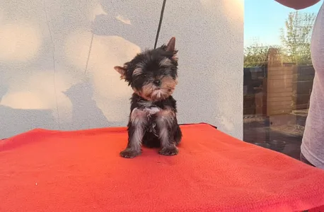 Yorkshire Terrier - Happy Life (extra Small)
