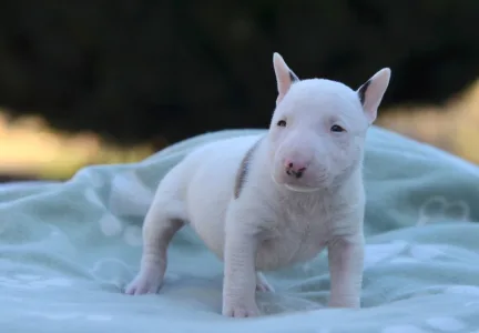 Bullterrier pitic - Logan