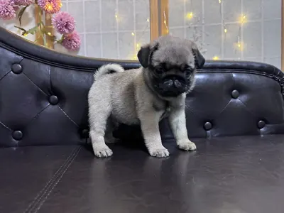 Pug - Tyson