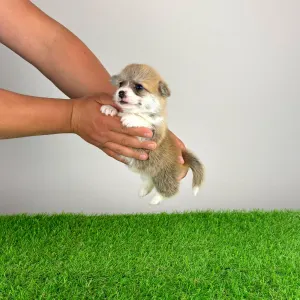 Welsh Corgi Pembroke - Aruna