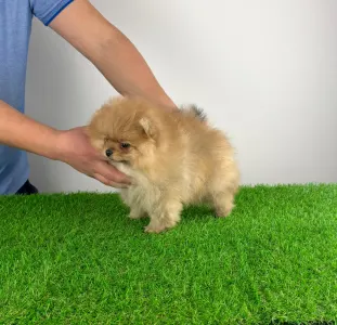 Poméranien - Quanto