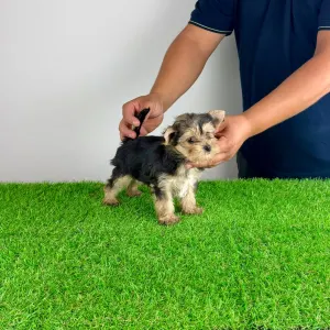 Yorkshire terrier - Error