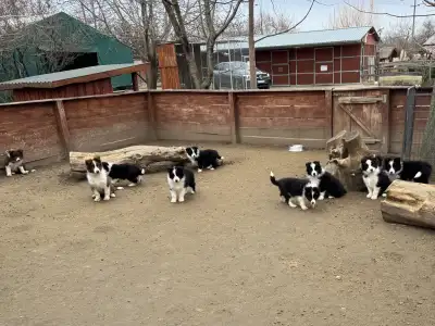 Border Collie - Sio-Bella