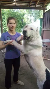 Biewer Terrier - Iz Zamka Larisi
