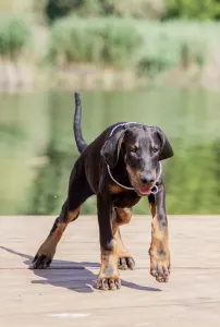 Dobermann - Aaron