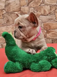 Französische Bulldogge - Dóri