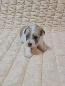 Coton de Tulear - Toby