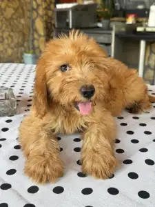 Maltipoo - Barack