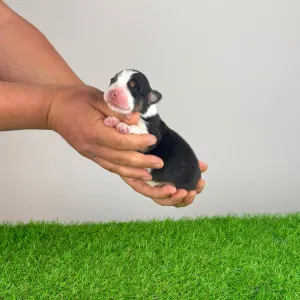 Australian Shepherd - Elixir