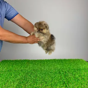 German Pomeranian Spitz - Frida