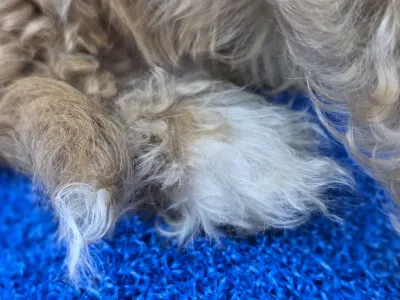 Cavapoo - Miles