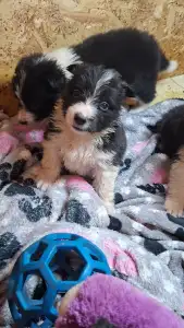 Border Collie - Dazzling Borders Braveheart