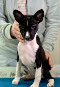 Basenji - Black&white Girl Name- Oyana Lucky Alien 