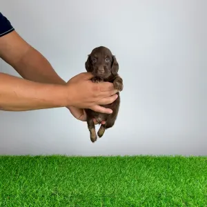 Dachshund - Guba