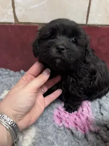 Bolończyk kolorowy - Arkadij