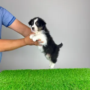 Australian Shepherd - Vectra 