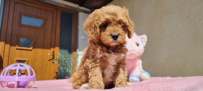 Cavapoo - Málna