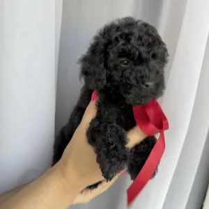 Той-пудель - Redginia Roysl Legend Of The Kanis