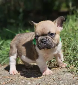 French Bulldog - Hercules