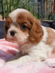 Cavalier King Charles Spaniel - Henriette