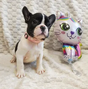 Francia bulldog - Georgina