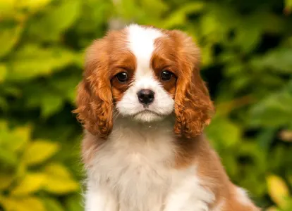 Cavalier King Čarles Španiel - Erdőszéli Ezüstcsillag