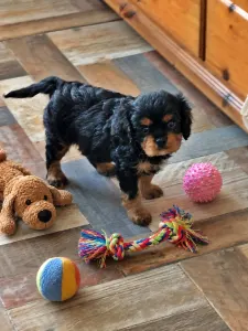Cavalier King Charles Spaniel - Arthur
