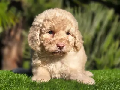 Cavapoo - Mia