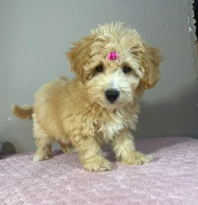 Maltipoo - Thalia