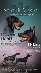 Dobermann - Meduza Nero Di Angelo 
