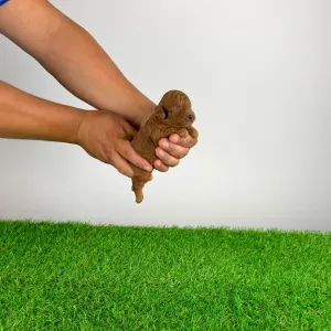 Poodle Toy - Xell