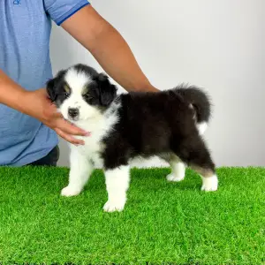 Australian Shepherd - Hamlet