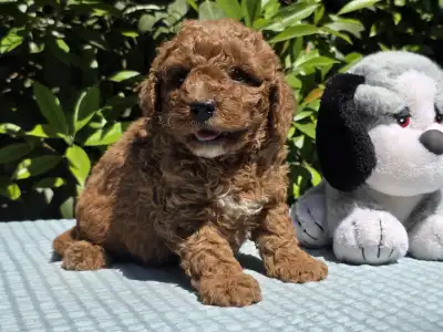 Cavapoo - Jonathan