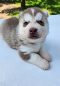 Siberian Husky - Nashira Of Polar Moonlights