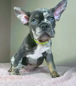 Bulldog francese - Rick