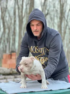 American Bully - Pocket - Merle