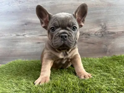 Francia bulldog - Mia