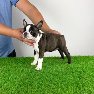 Boston Terrier - Doreen