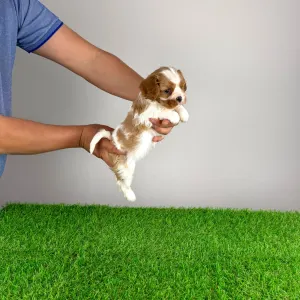 Cavalier King Charles Spaniel - Isabelle