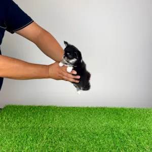 Chihuahua - Nici