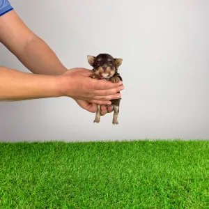 Yorkshire Terrier - Menos