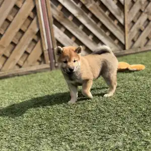 Shiba - Bravados Iria